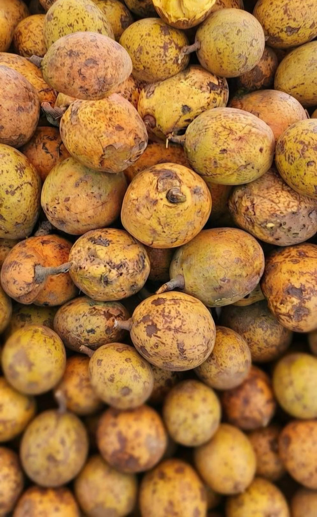 Zaban bonbon